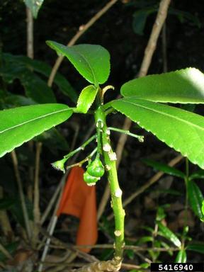po'ola, Claoxylon sandwicense  (Euphorbiales: Euphorbiaceae) - 5416940