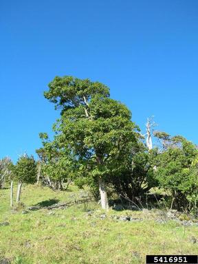 'ohe mauka, Tetraplasandra oahuensis  (Apiales: Araliaceae) - 5416951