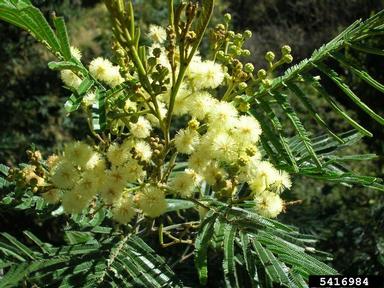 black wattle, Acacia mearnsii  (Fabales: Fabaceae (Leguminosae)) - 5416984