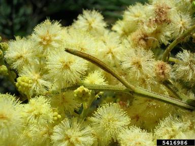 black wattle, Acacia mearnsii  (Fabales: Fabaceae (Leguminosae)) - 5416986