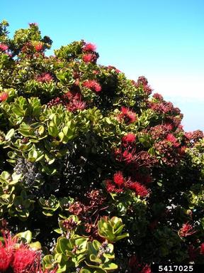 'ohi'a lehua, Metrosideros polymorpha  (Myrtales: Myrtaceae) - 5417025