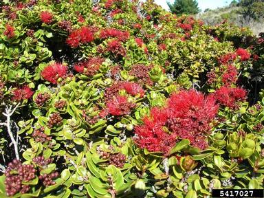 'ohi'a lehua, Metrosideros polymorpha  (Myrtales: Myrtaceae) - 5417027