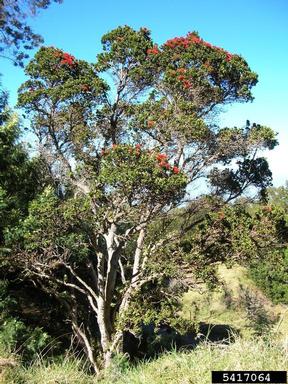 'ohi'a lehua, Metrosideros polymorpha  (Myrtales: Myrtaceae) - 5417064
