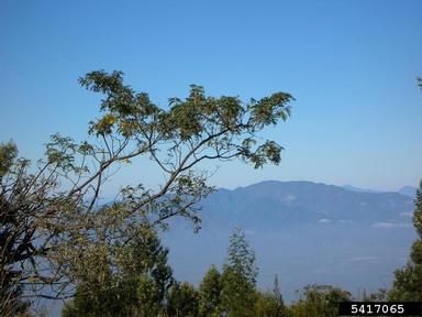 mamani, Sophora chrysophylla  (Fabales: Fabaceae (Leguminosae)) - 5417065