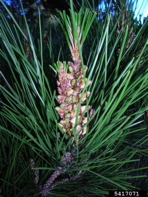 Monterey pine, Pinus radiata  (Pinales: Pinaceae) - 5417071
