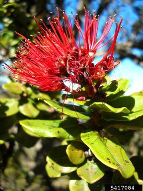 'ohi'a lehua, Metrosideros polymorpha  (Myrtales: Myrtaceae) - 5417084