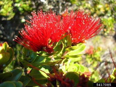 'ohi'a lehua, Metrosideros polymorpha  (Myrtales: Myrtaceae) - 5417085