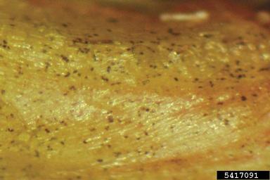 Colletotrichum fungus (Colletotrichum cereale ) on creeping bentgrass (Agrostis stolonifera ) - 5417091