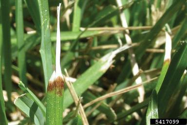 Ascochyta fungi, Ascochyta spp.  (Incertae sedis: Incertae sedis) - 5417099