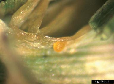 Leaf spot of sorghum (Gloeocercospora sorghi ) on creeping bentgrass (Agrostis stolonifera ) - 5417113