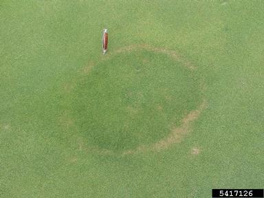 fairy rings,    (Unknown: Unknown biotic damage agent) - 5417126