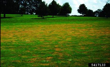 gray leaf spot (Magnaporthe grisea ) on perennial ryegrass (Lolium perenne ) - 5417133