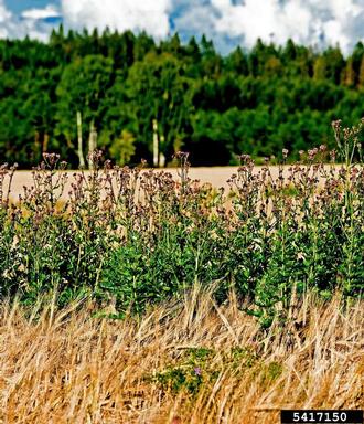 Canada thistle, Cirsium arvense  (Asterales: Asteraceae) - 5417150