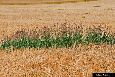 Canada thistle, Cirsium arvense  (Asterales: Asteraceae) - 5417158