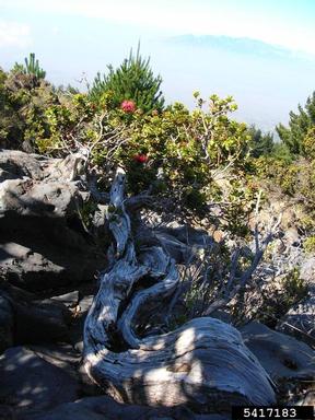 'ohi'a lehua, Metrosideros polymorpha  (Myrtales: Myrtaceae) - 5417183