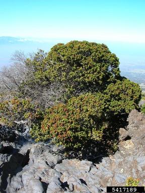 'ohi'a lehua, Metrosideros polymorpha  (Myrtales: Myrtaceae) - 5417189