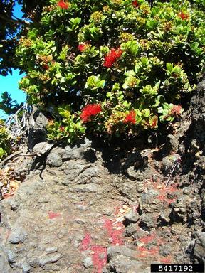 'ohi'a lehua, Metrosideros polymorpha  (Myrtales: Myrtaceae) - 5417192