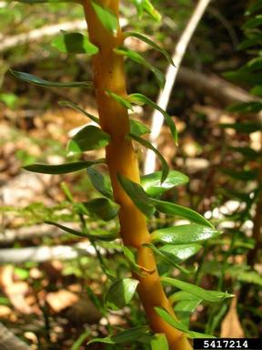 daggerleaf clubmoss, Huperzia phyllantha  (Lycopodiales: Lycopodiaceae) - 5417214