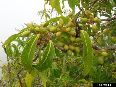 Hawai'i olive, Nestegis sandwicensis  (Scrophulariales: Oleaceae) - 5417341