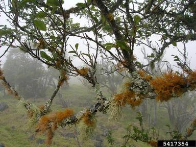 Hawai'i roughbush, Streblus pendulinus  (Urticales: Moraceae) - 5417354