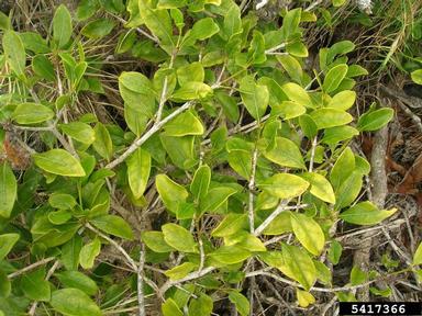 alahe'e, Psydrax odorata  (Rubiales: Rubiaceae) - 5417366