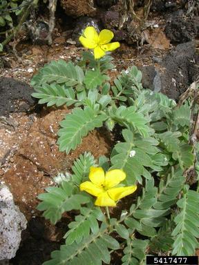 Jamaica feverplant, Tribulus cistoides  (Sapindales: Zygophyllaceae) - 5417477