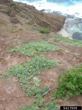 Jamaica feverplant, Tribulus cistoides  (Sapindales: Zygophyllaceae) - 5417505