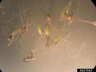 swollen fingergrass, Chloris barbata  (Cyperales: Poaceae) - 5417543