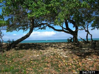 portia tree, Thespesia populnea  (Malvales: Malvaceae) - 5417577