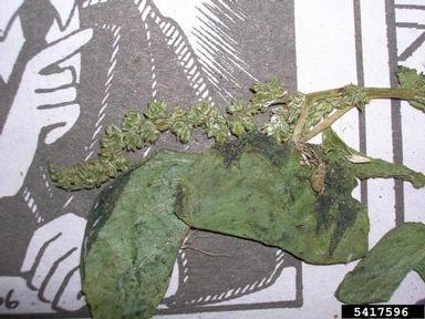slender amaranth, Amaranthus viridis  (Caryophyllales: Amaranthaceae) - 5417596