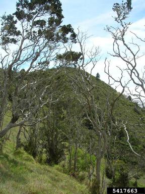 'ohi'a lehua, Metrosideros polymorpha  (Myrtales: Myrtaceae) - 5417663