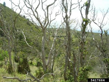 'ohi'a lehua, Metrosideros polymorpha  (Myrtales: Myrtaceae) - 5417664