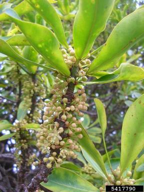 kolea lau nui, Myrsine lessertiana  (Primulales: Myrsinaceae) - 5417790