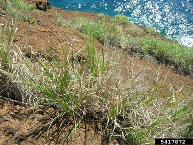 tanglehead, Heteropogon contortus  (Cyperales: Poaceae) - 5417872