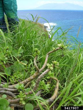 'ihi, Portulaca molokiniensis  (Caryophyllales: Portulacaceae) - 5417907