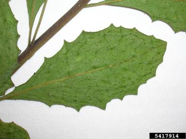 Indian camphorweed, Pluchea indica  (Asterales: Asteraceae) - 5417914
