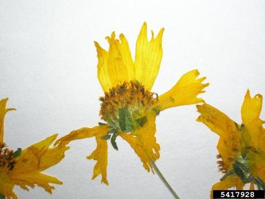 crownbeard, Verbesina encelioides  (Asterales: Asteraceae) - 5417928