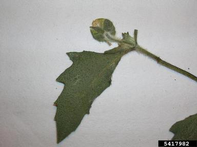 coat buttons, Tridax procumbens  (Asterales: Asteraceae) - 5417982