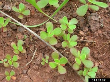 common purslane, Portulaca oleracea  (Caryophyllales: Portulacaceae) - 5418182