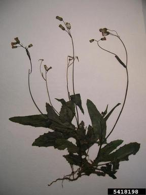 Cupid's-shaving-brush, Emilia fosbergii  (Asterales: Asteraceae) - 5418198