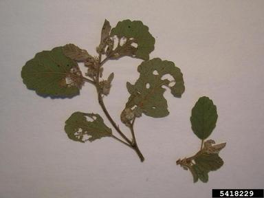 Indian waltheria, Waltheria indica  (Malvales: Sterculiaceae) - 5418229