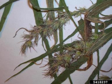 southern sandbur, Cenchrus echinatus  (Cyperales: Poaceae) - 5418237