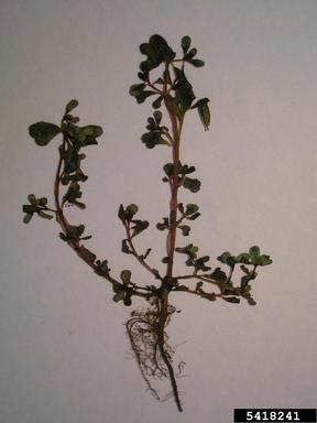common purslane, Portulaca oleracea  (Caryophyllales: Portulacaceae) - 5418241