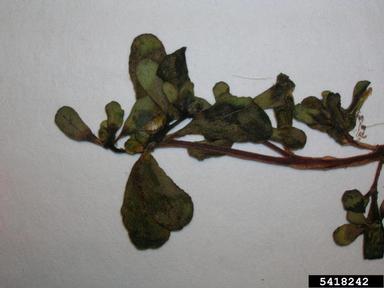 common purslane, Portulaca oleracea  (Caryophyllales: Portulacaceae) - 5418242