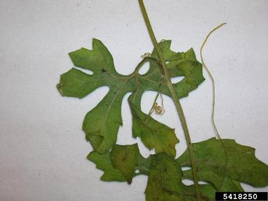 balsamapple, Momordica charantia  (Violales: Cucurbitaceae) - 5418250