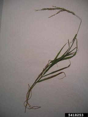 sourgrass, Digitaria insularis  (Cyperales: Poaceae) - 5418253