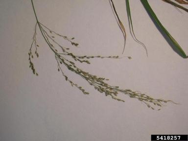 guineagrass, Megathyrsus maximus  (Cyperales: Poaceae) - 5418257