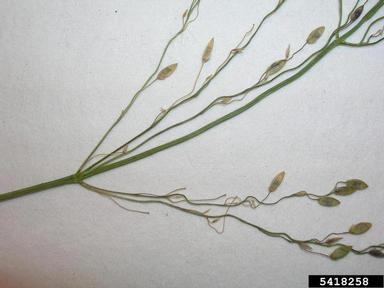 guineagrass, Megathyrsus maximus  (Cyperales: Poaceae) - 5418258