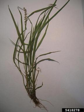 southern sandbur, Cenchrus echinatus  (Cyperales: Poaceae) - 5418278