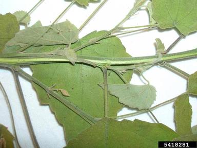 pelotazo, Abutilon incanum  (Malvales: Malvaceae) - 5418281